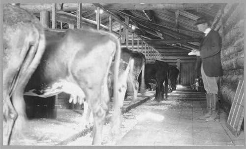 Исторически находки Снимка: Млечна ферма, Фермер, Феърбанкс, Аляска, Южна Каролина, говеда, Млечно животновъдство,